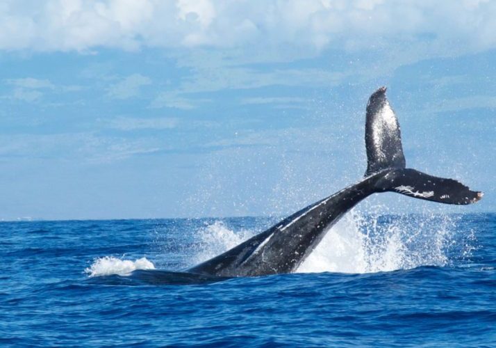 Tofino Whale Watching Tours | Tofino Wildlife Tours | Whale Safaris