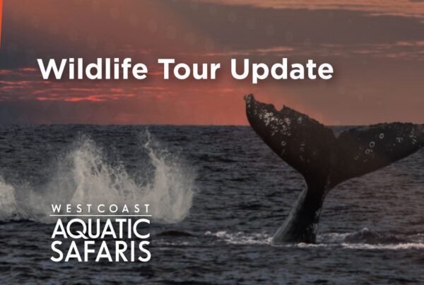 tofino wildlife tours