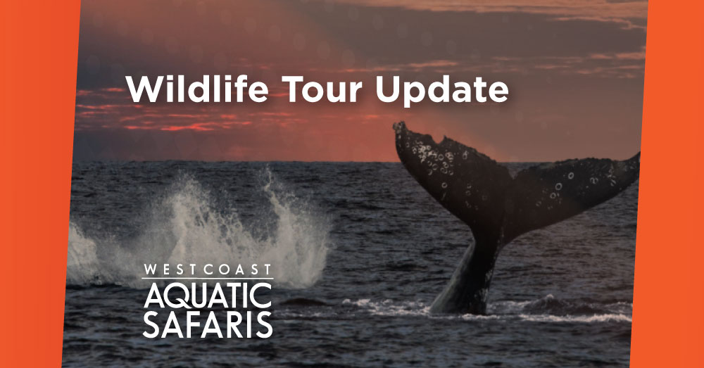 Upcoming Wildlife Tours – July 8th, 2022