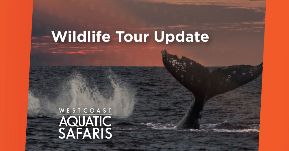 Wildlife Tour Update May 1st West Coast Aquatic Safaris
