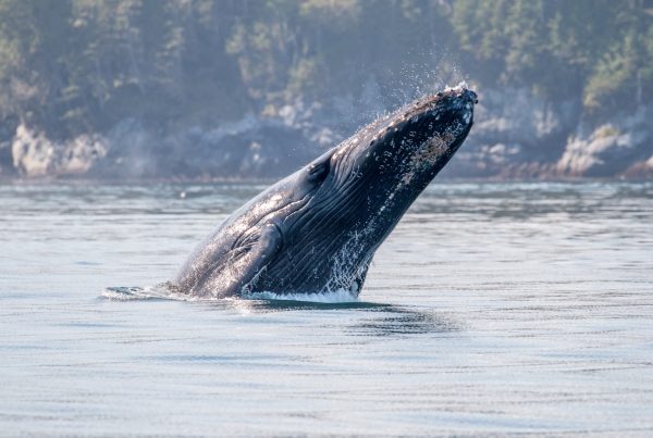 grey whale migration